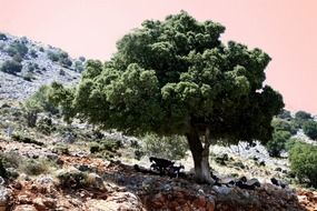 landscape with a tree on the background of plants