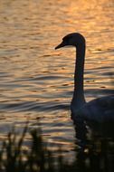 magnificent swan nature