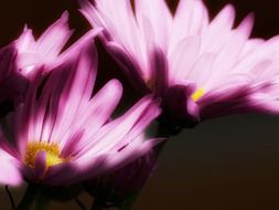 pink aster flowers under sunlight