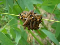 many caterpillars on a blade of grass close up
