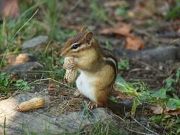 cute little chipmunk portrait