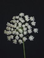 splendiferous umbellifer