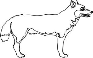 coyote animal outline drawing