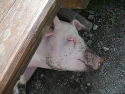 pink pig is sleeping on the farm