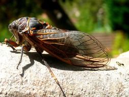 Cicada on the wood