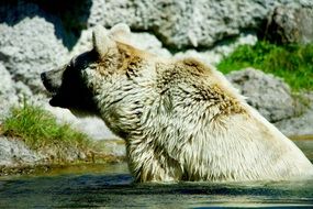 Brown bear in water in nature