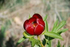 Red peony flower blossomes