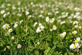 A lot of the white and yellow flowers on the meadow
