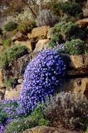 Climbing purple plant on stone