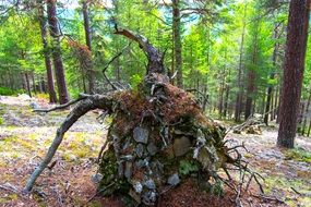 big root in forest, norway