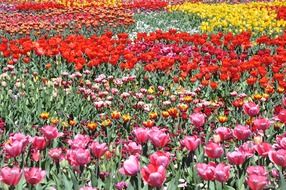 bright multicolored tulip field in australia
