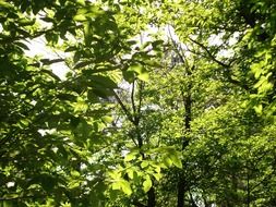 dizzy forest leaves green