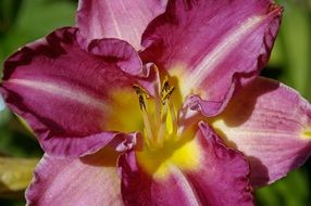 pink lily with yellow center close-up