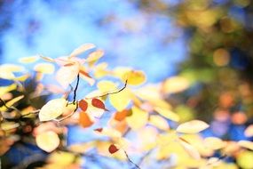 small yellow leaves on a bush in autumn