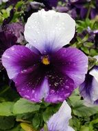 Raindrops on the pansy flowers in spring