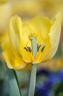 Yellow tulip without petal