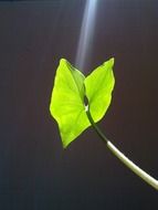 ray of light on green leaf