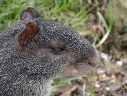 Dasyprocta Fuliginosa in wildlife