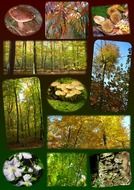 photo collage of wild mushrooms