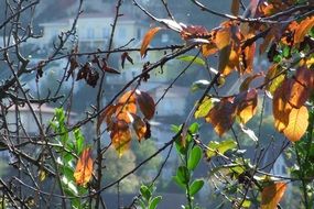 gentle fall leaves