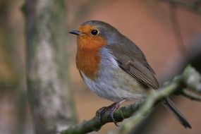 Close-up portrait of robin bird sitting on a branch