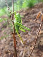 grasshopper on a thin branch