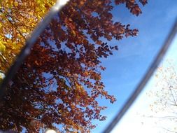 autumn trees are reflected in sunglasses