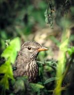 gray bird in green grass