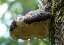 closeup photo of fungus with rain drops on the tree