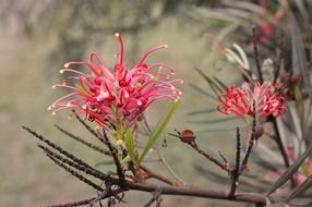 bright exotic flowers on bare branches