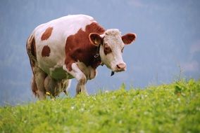 Cow on the meadow, italy, South Tyrol