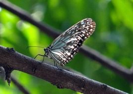 blue tiger butterfly in the wildlife