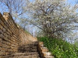 brick staircase with wall and cherry tree