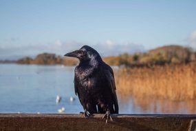 black crow on the background of the lake