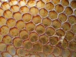 honeycomb filled with honey