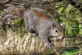 tree squirrel