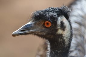 black emu head close-up on blurred background