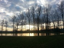 Trees near the lake in the evening.