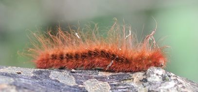 amazing beauty red caterpillar