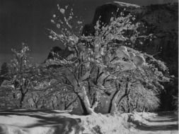 Black and white photo of an apple tree in the snow