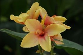 canna yellow bloom