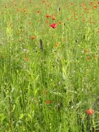 corn field with poppy flowers