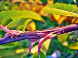 Colorful branch in the nature