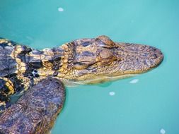 beautiful and delightful alligator
