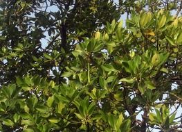 mangrove rhizophora apiculata
