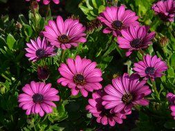gerbera flowers in summer garden