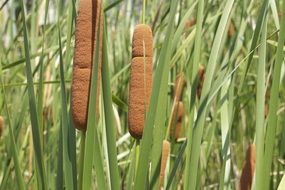 reeds near the pond