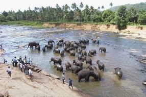 elephants at the watering hole sri lanka