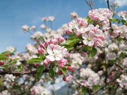 Apple flowers blossom in Vintschgau