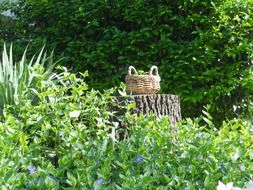 wicker basket on the stump in the middle of the garden